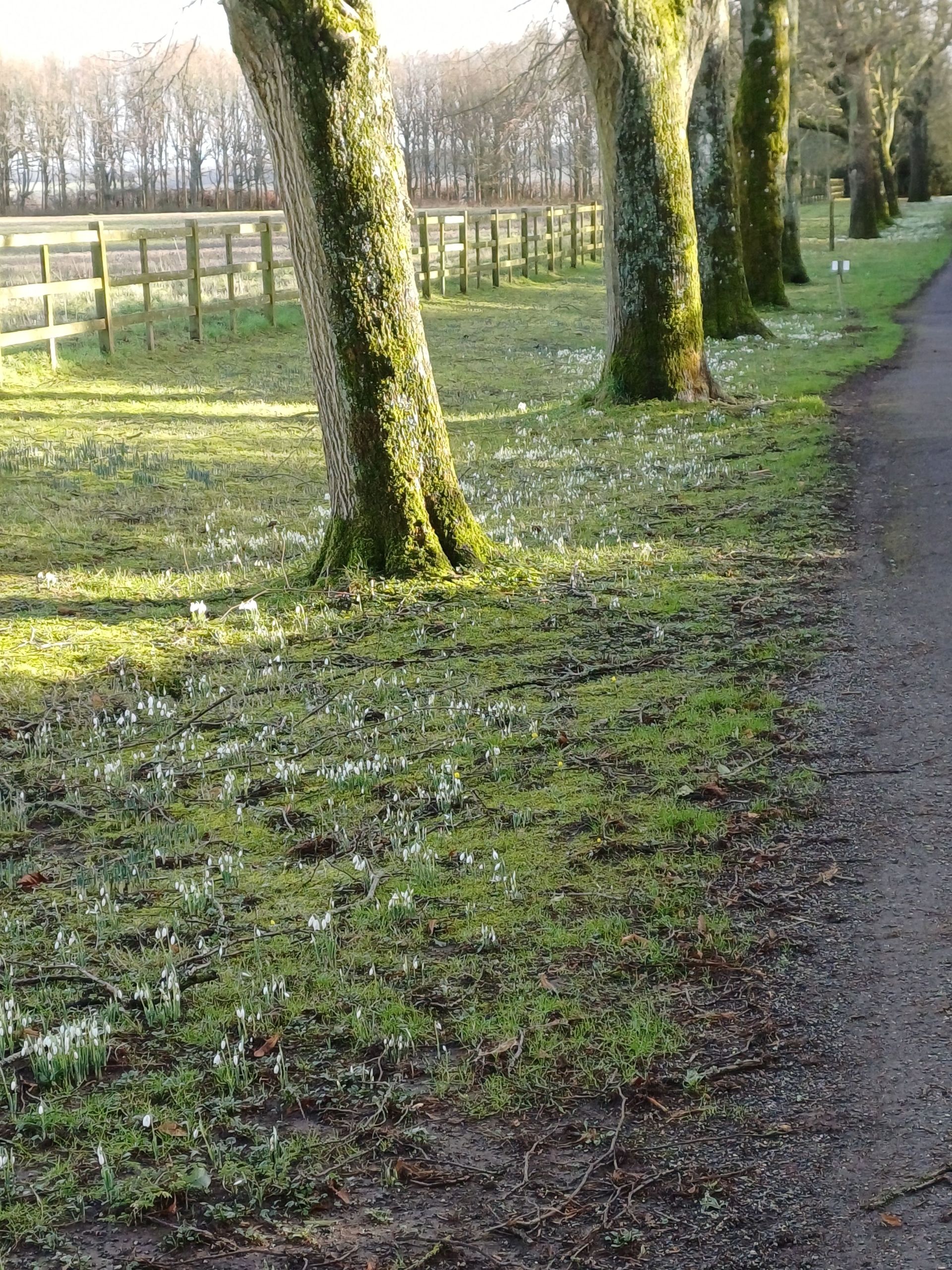 Snowdrops at Oak Ash